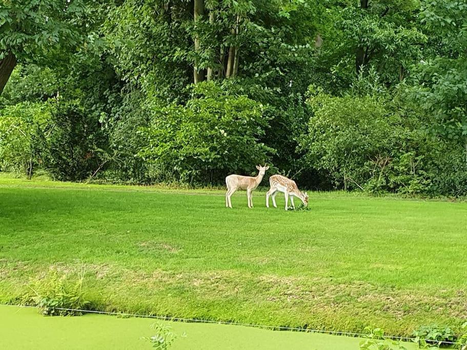 Midden In De Friese Bossen Op Landgoed Princenhof Oranjewoud Kültér fotó
